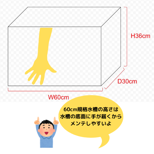 水槽サイズのおすすめを紹介 最初は60cm規格水槽がベスト