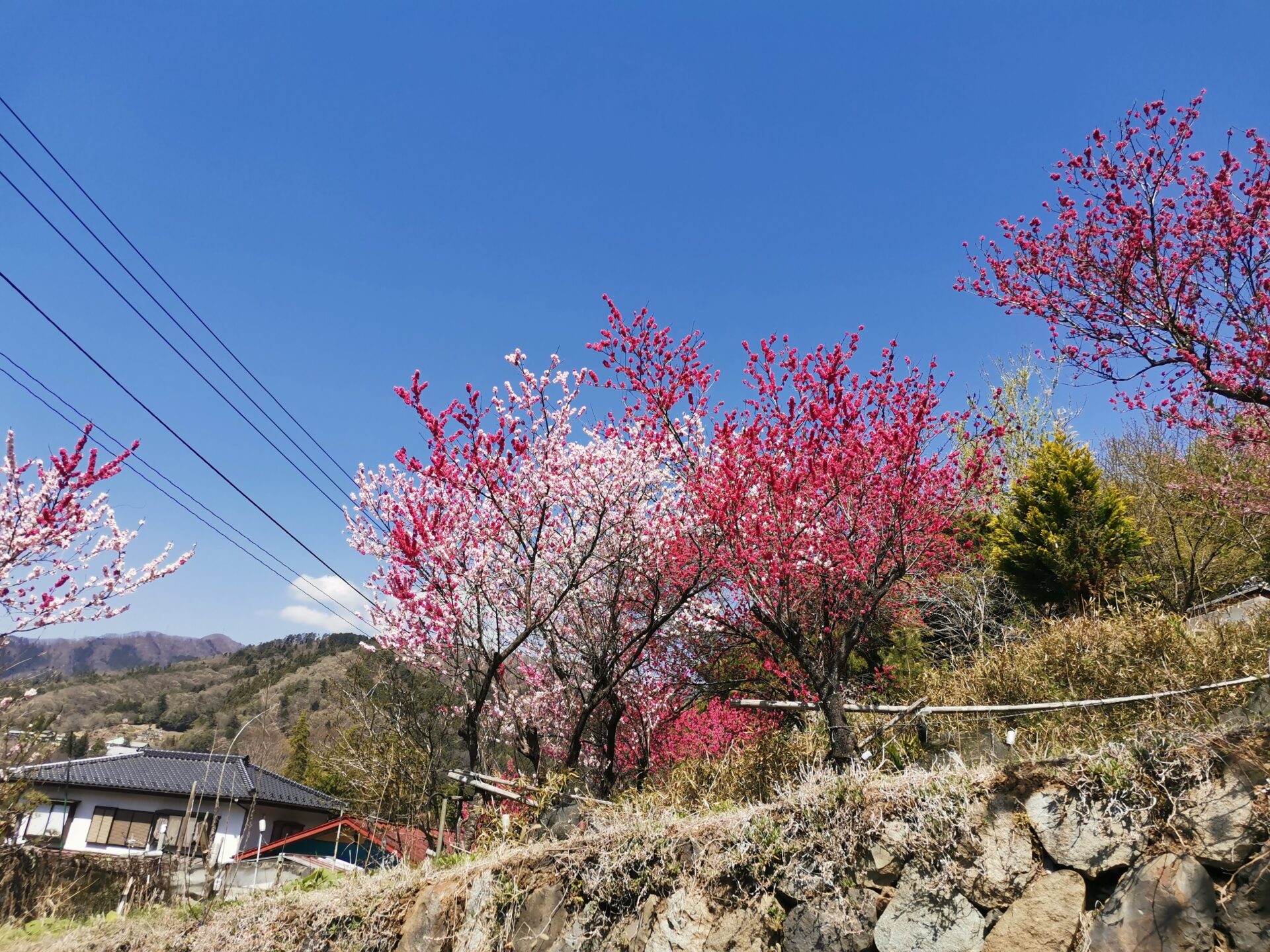 百蔵山 桜