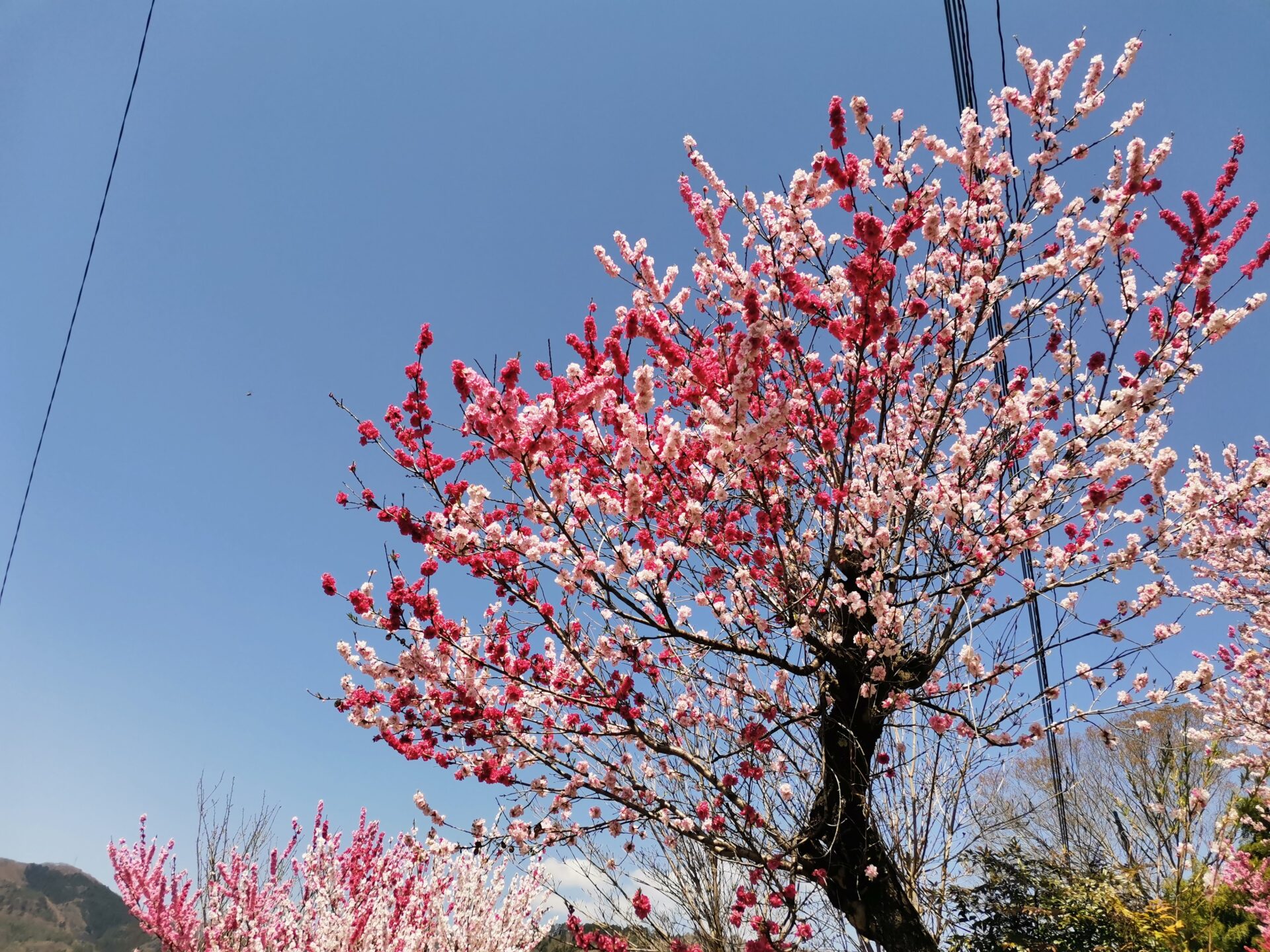 百蔵山 桜