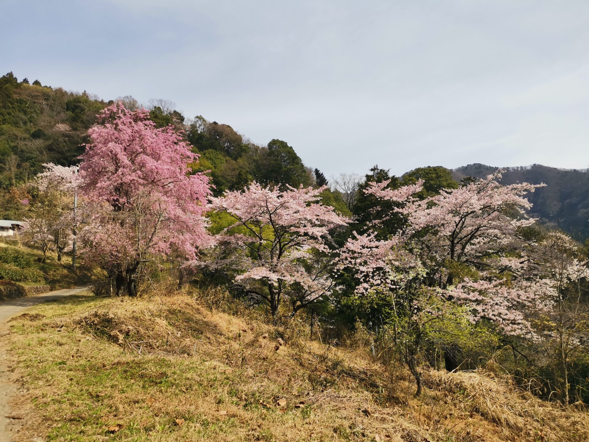 生藤山 三国山 桜