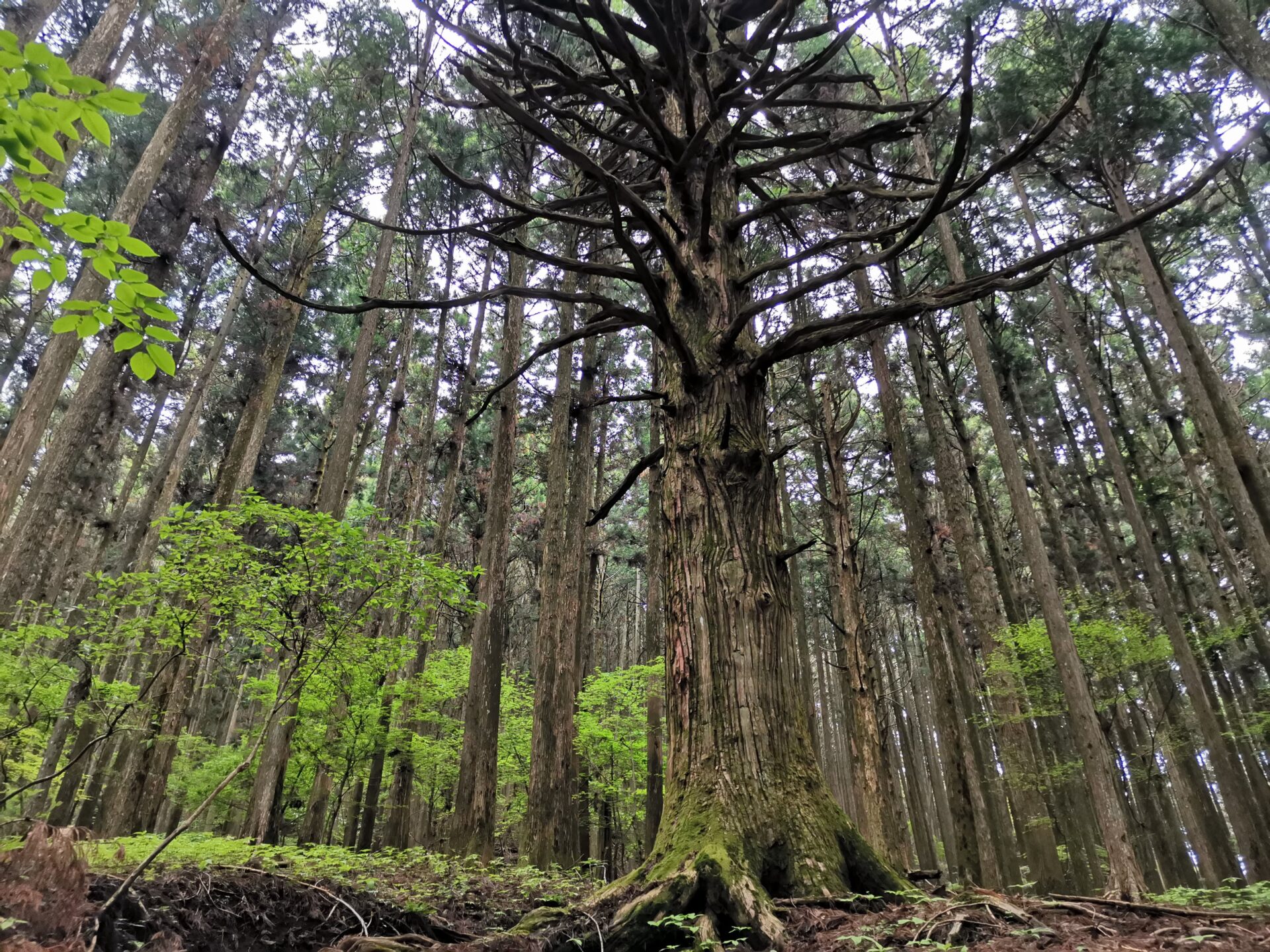 武甲山 杉 巨木