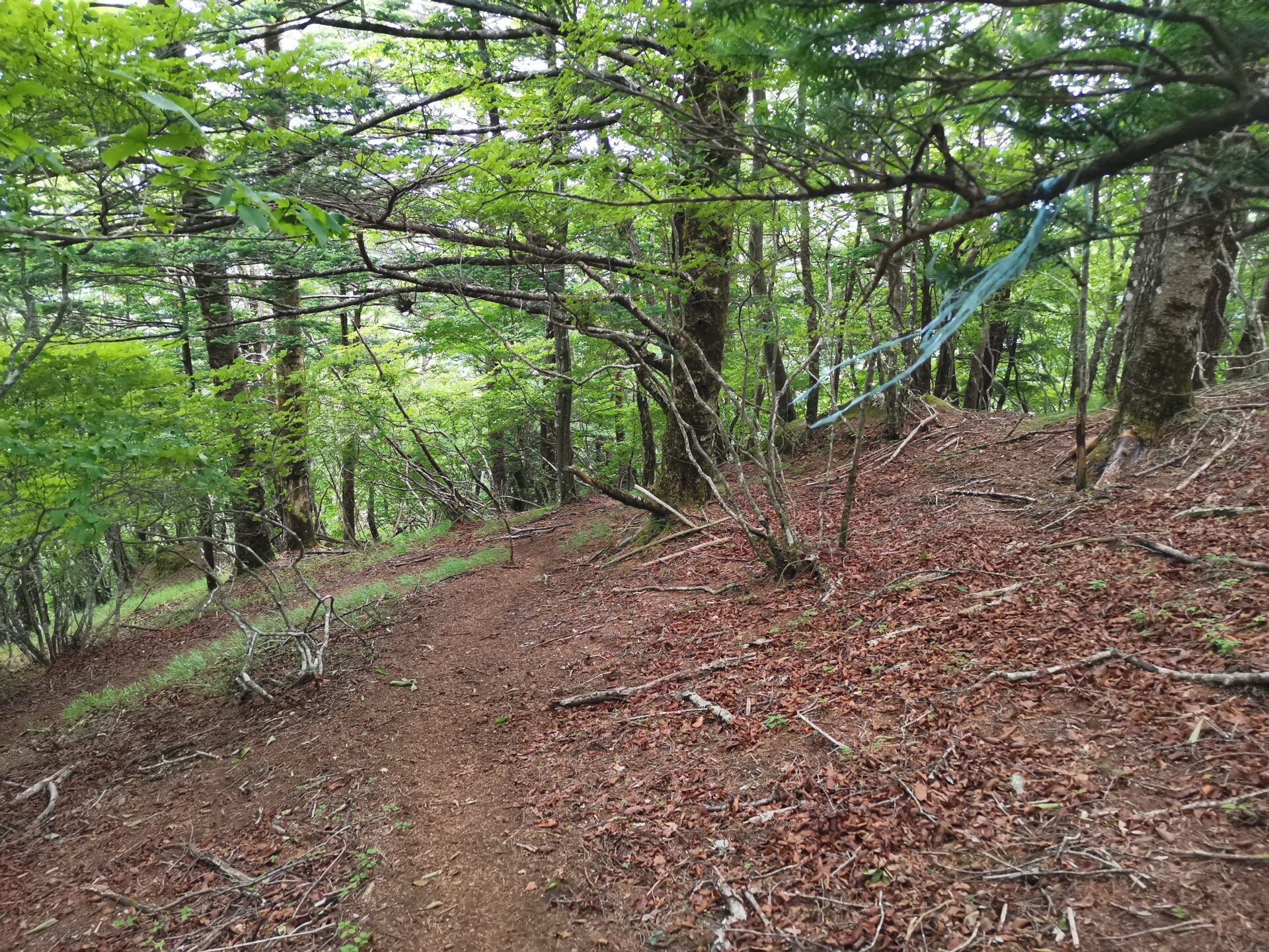 姥子山 踏み跡