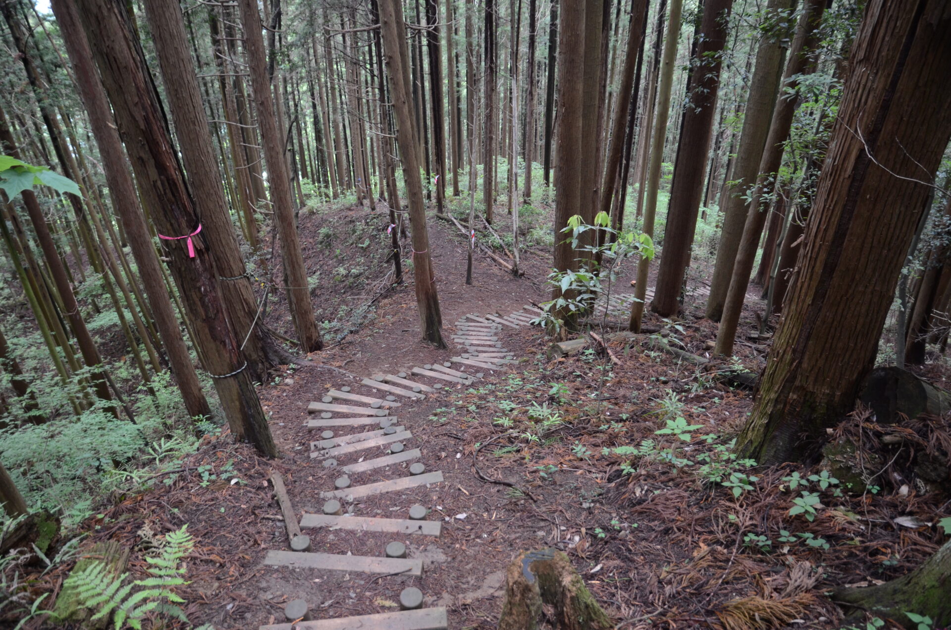 青梅丘陵ハイキングコース 木 階段