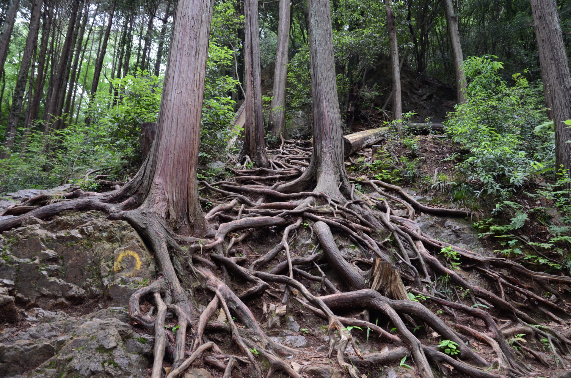 日和田山 木の根