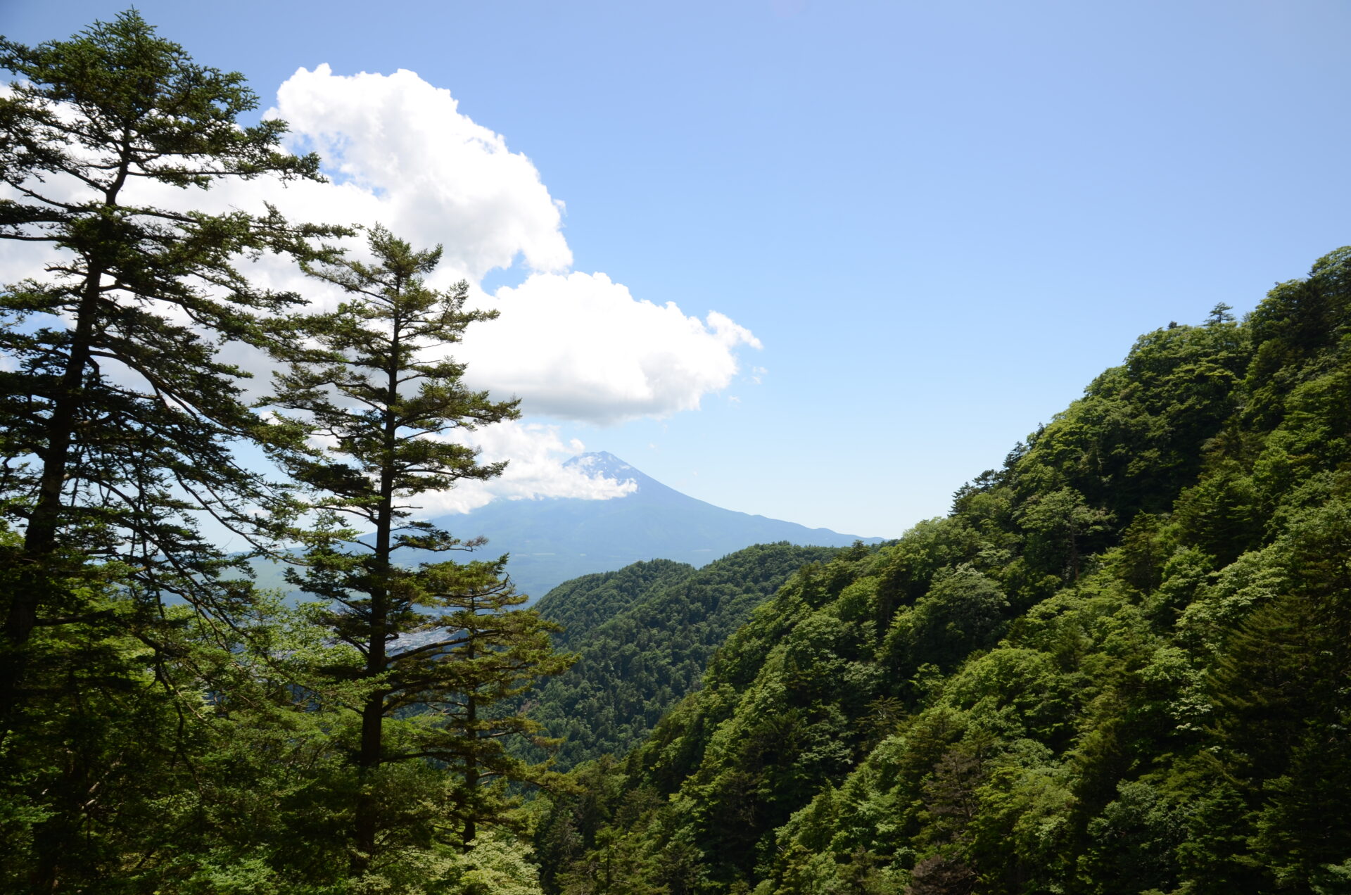 三ツ峠 登山道 富士山