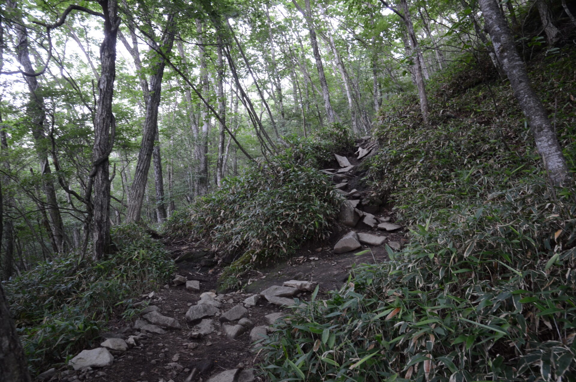 黒檜山 登山道