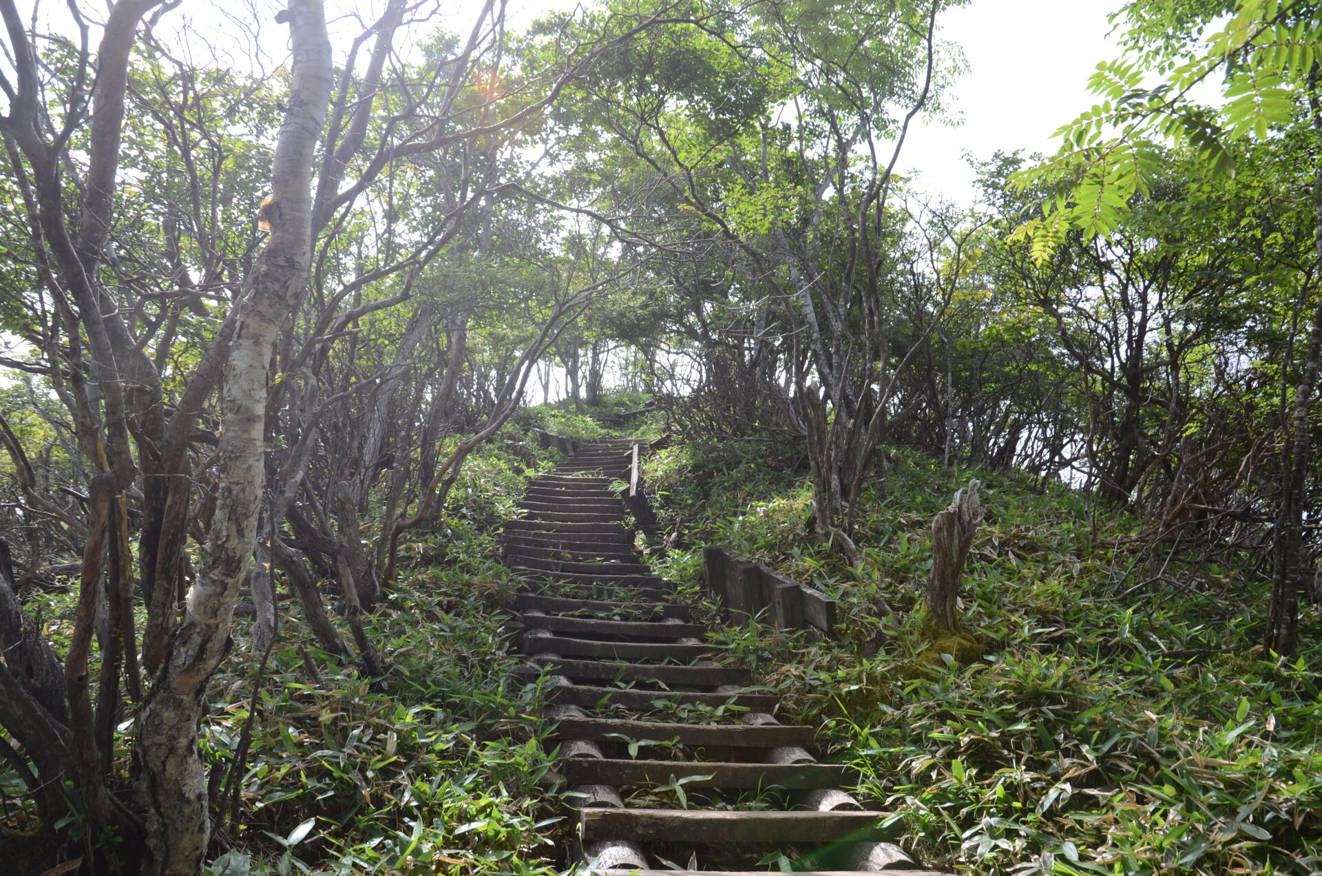駒ケ岳 登山道