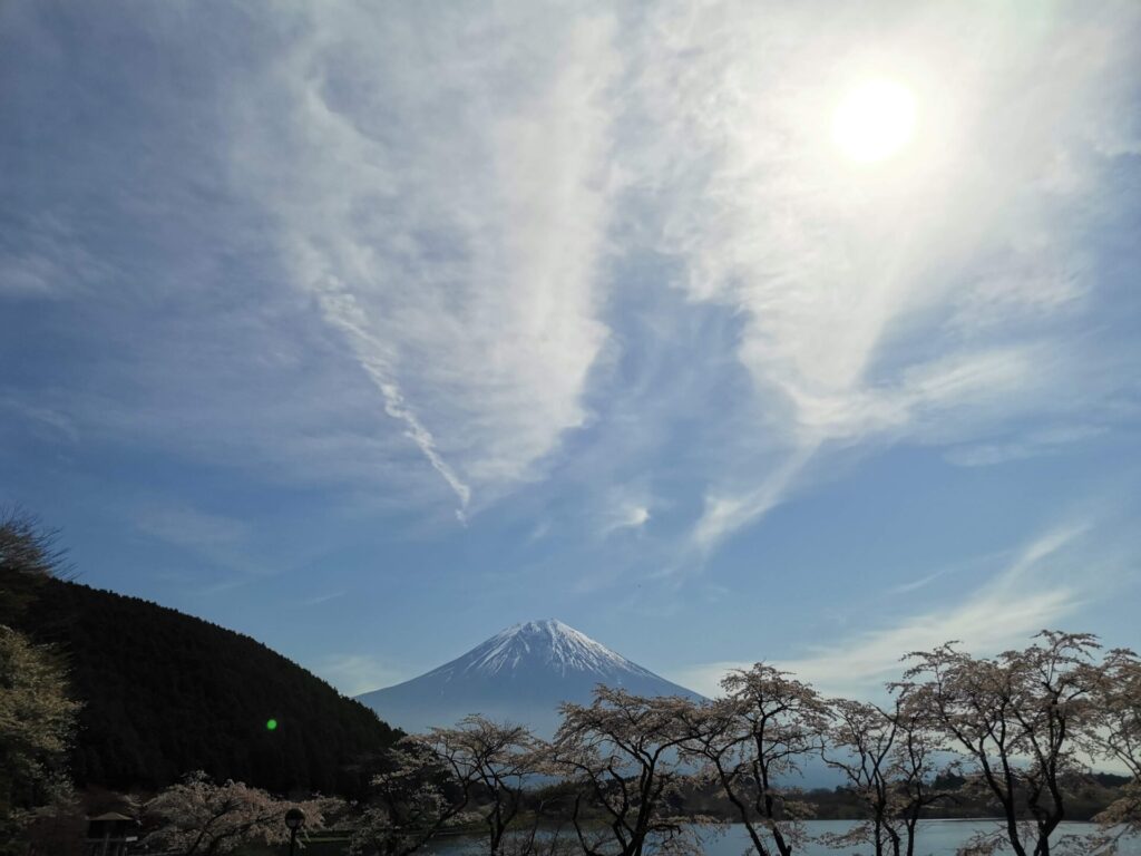 富士山 桜