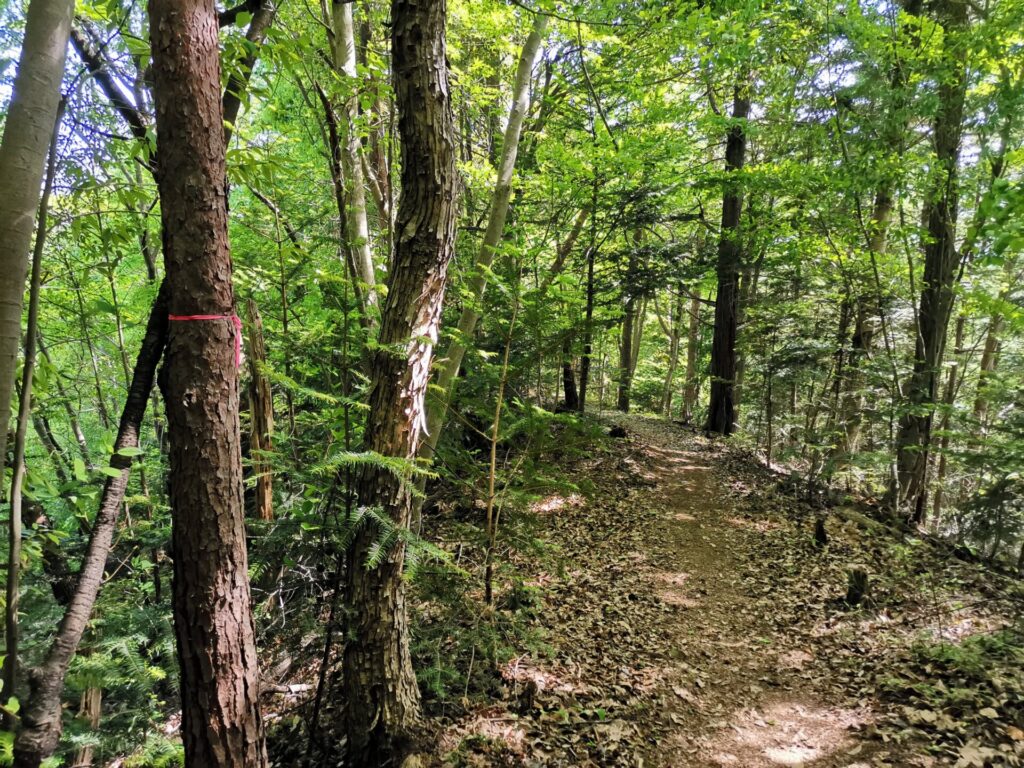 登山道