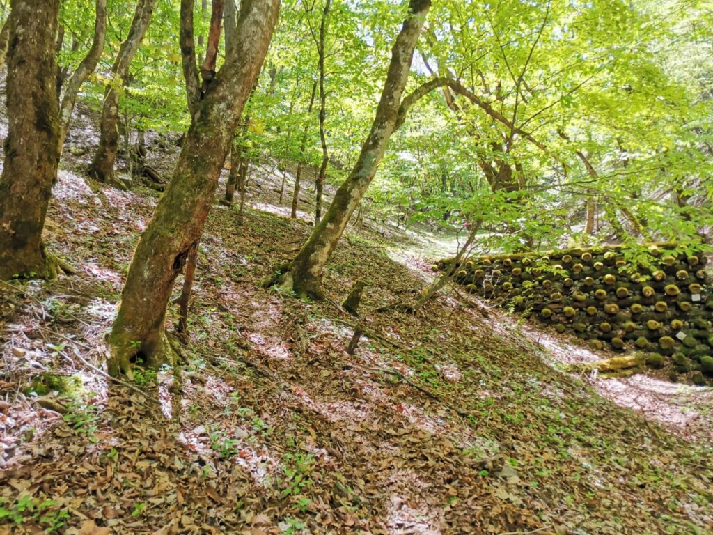 登山道