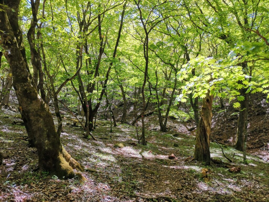 登山道