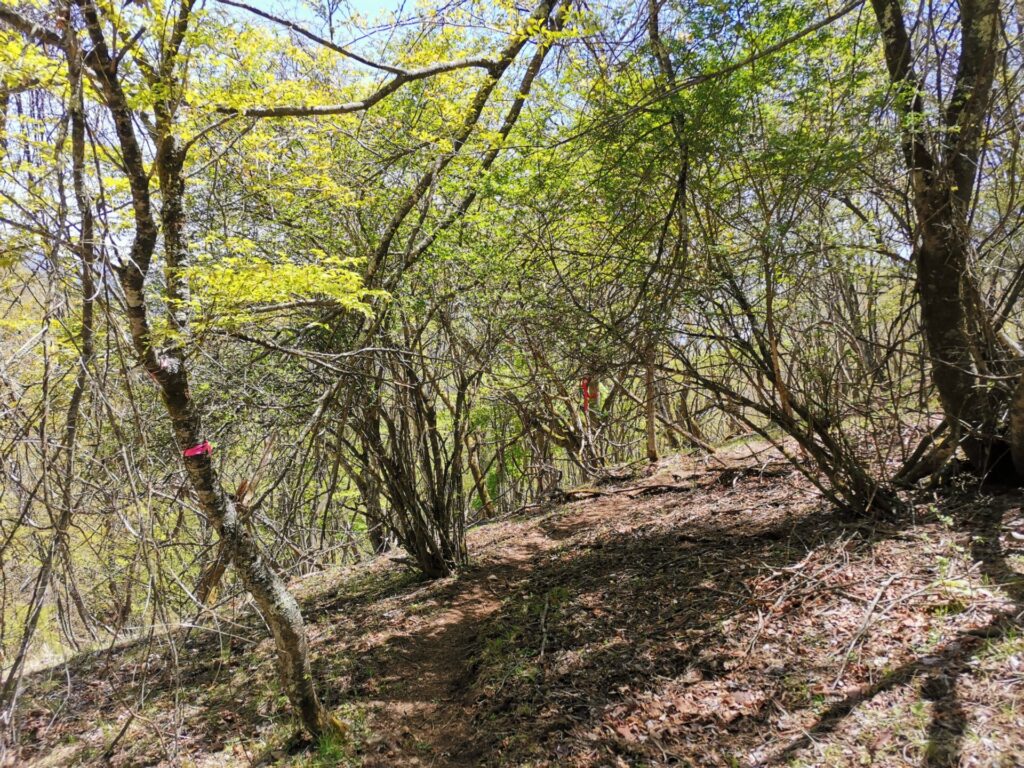 登山道