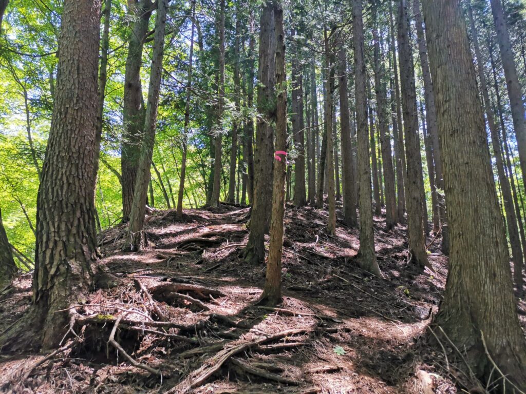 登山道