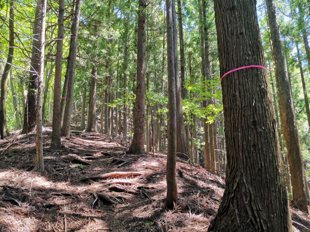 登山道