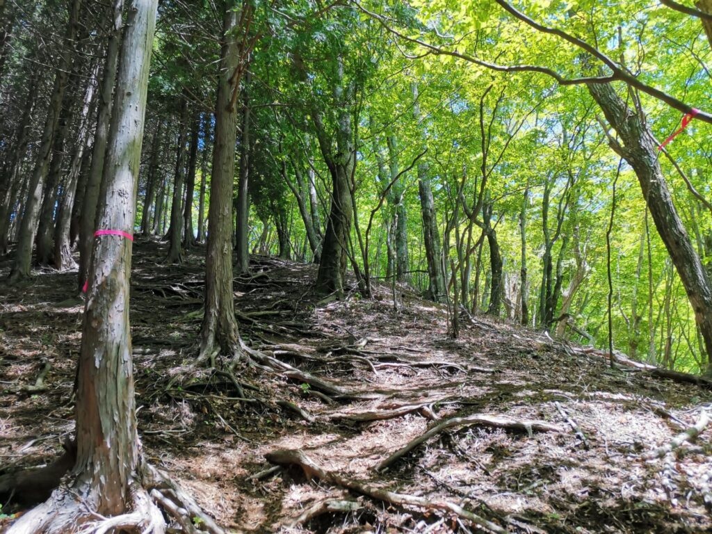 登山道