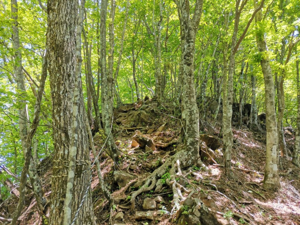 登山道