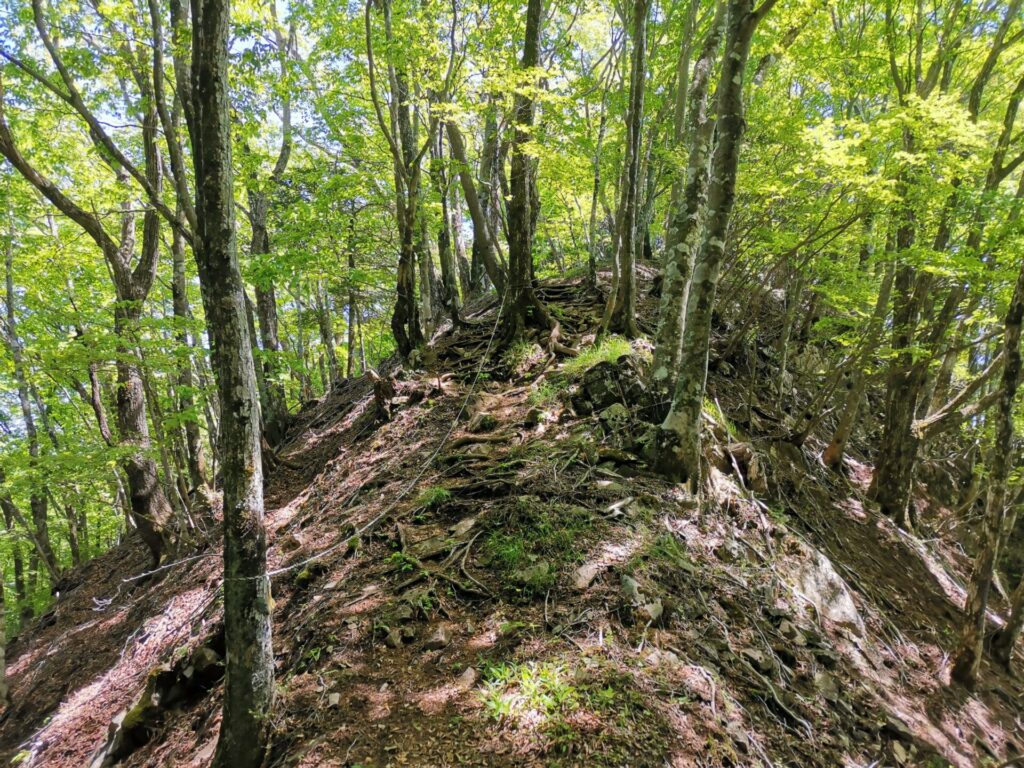 登山道