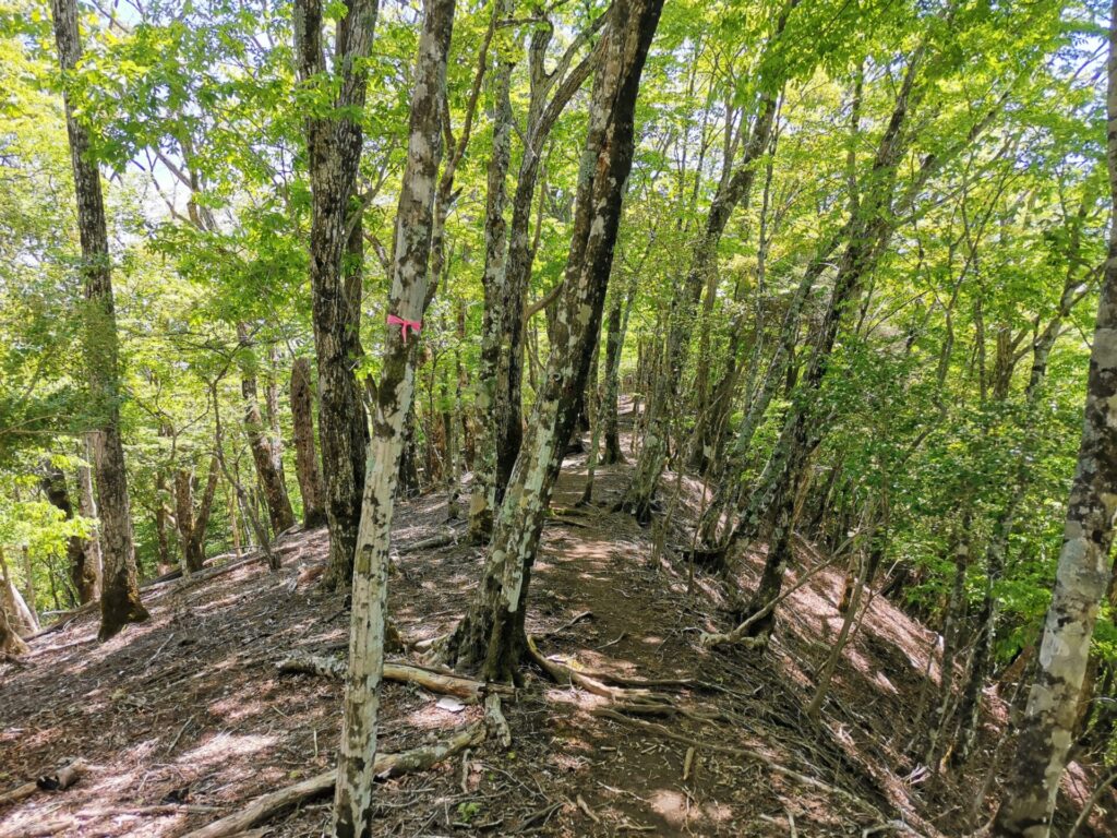 登山道