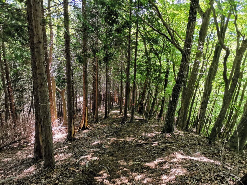 登山道