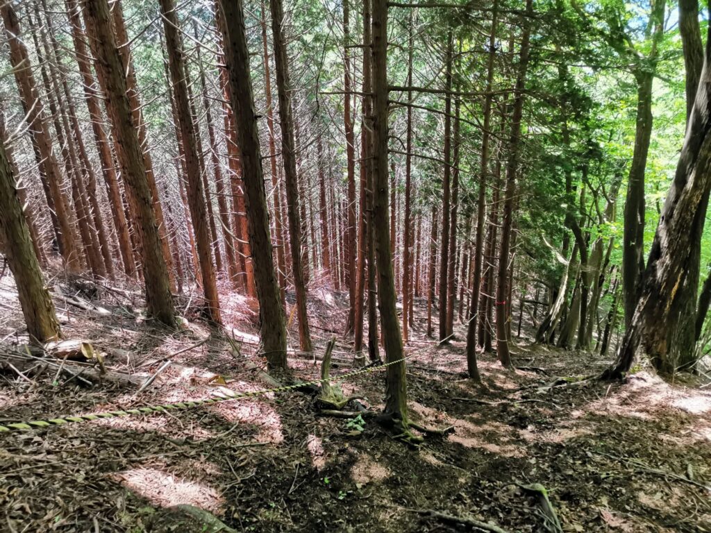 登山道