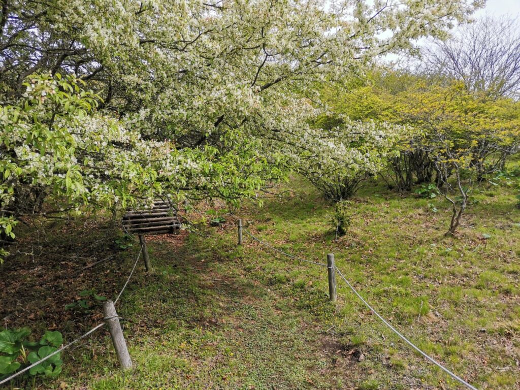 登山道