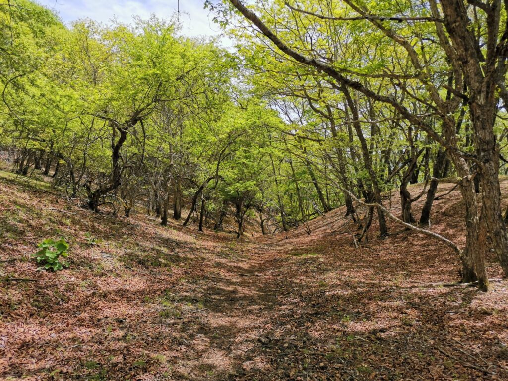 登山道