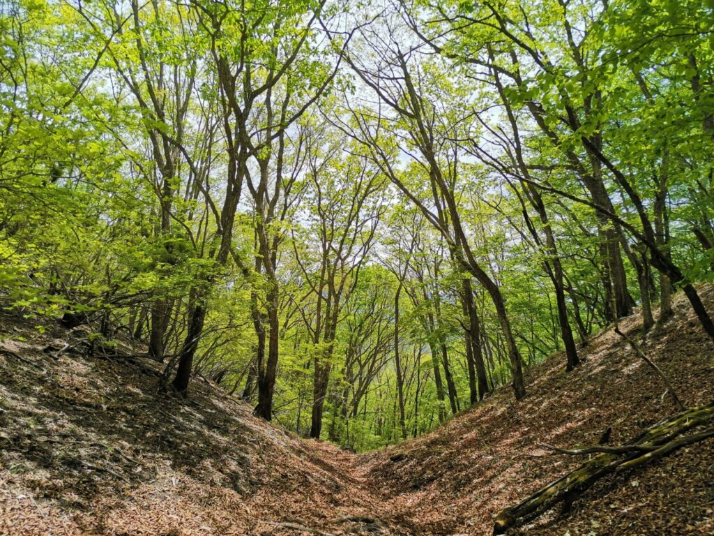 登山道