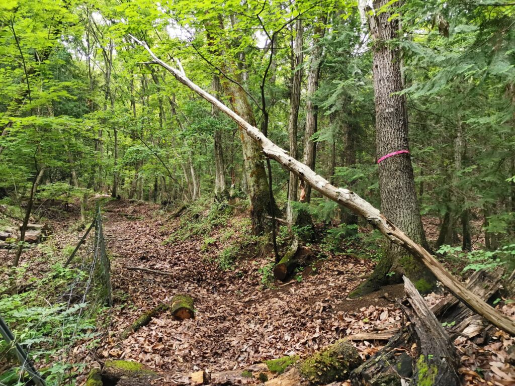 登山道