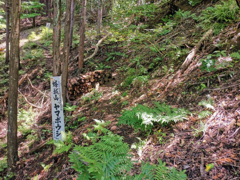 蜂城山 ヤマボウシ