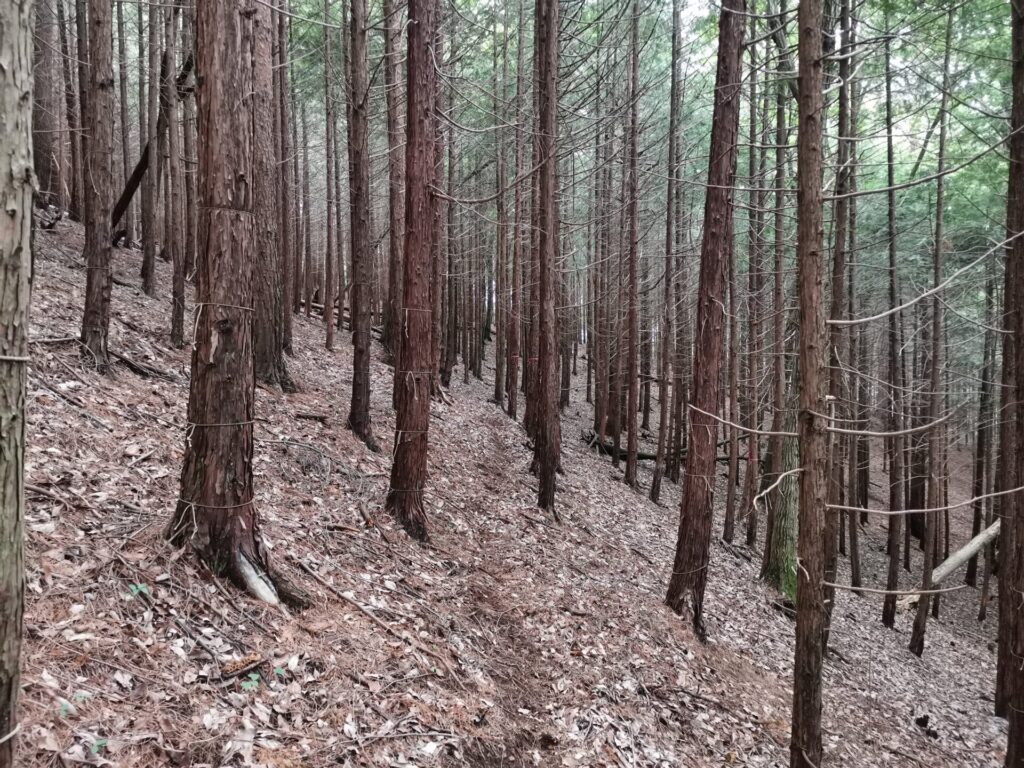 登山道