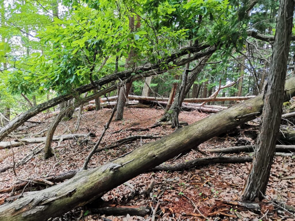 登山道 倒木