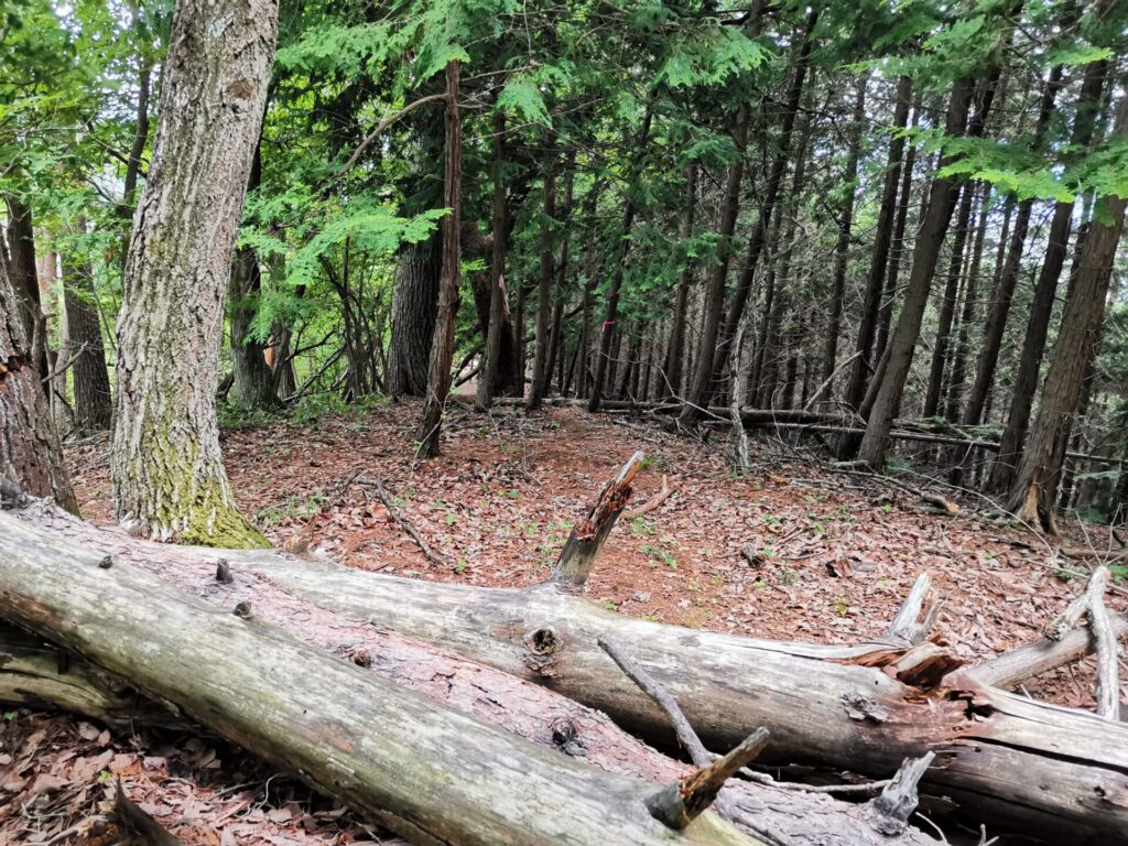 登山道 倒木