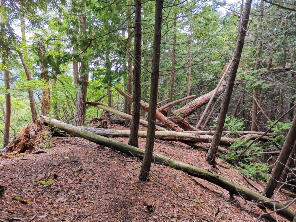 登山道 倒木