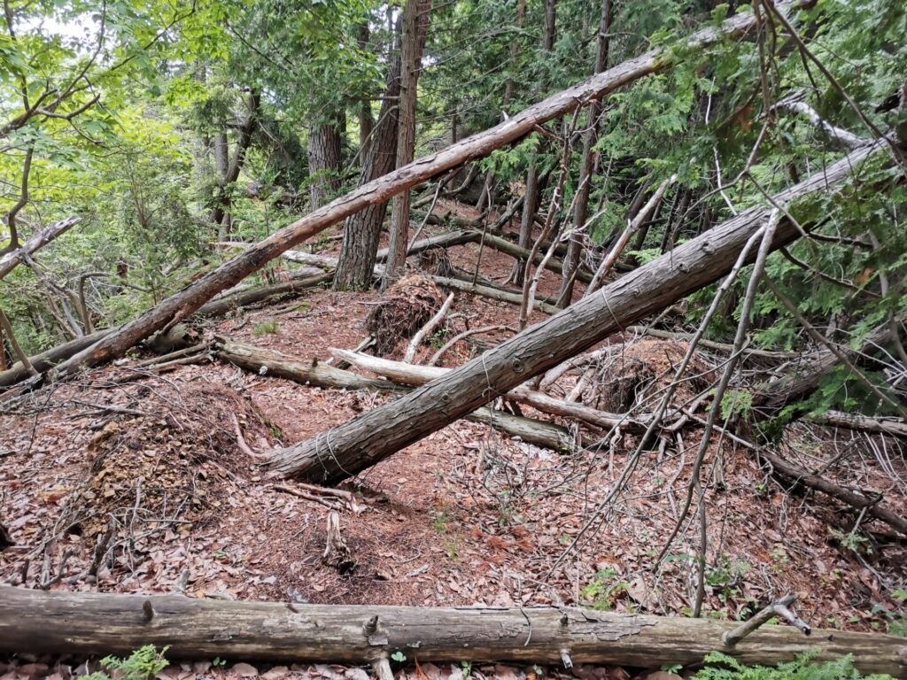 倒木 登山道