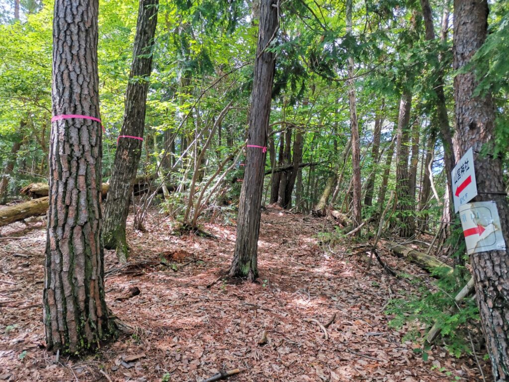 登山道 分岐