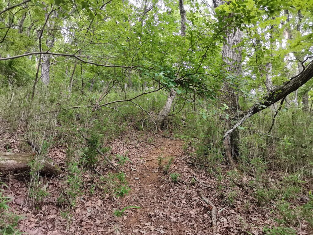 登山道