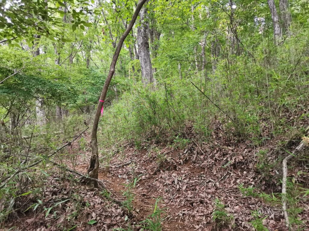 登山道 ピンクリボン