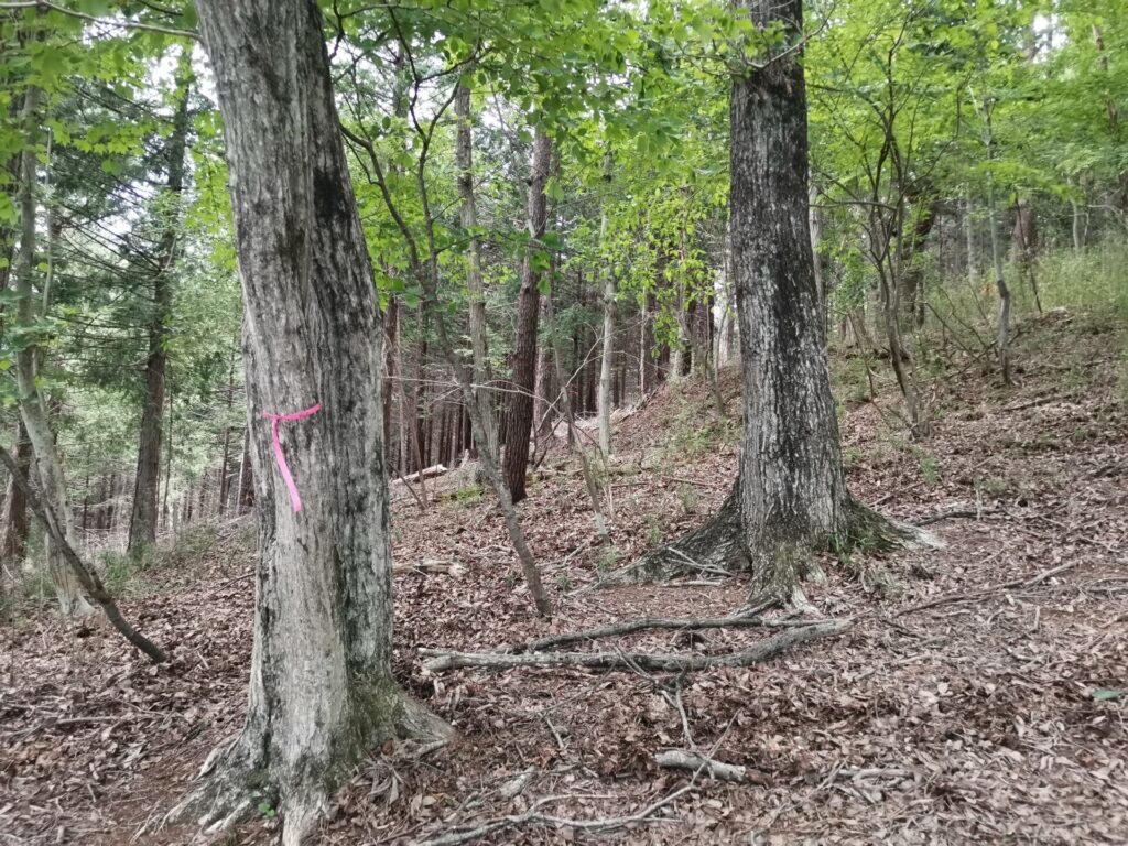 登山道 ピンクリボン