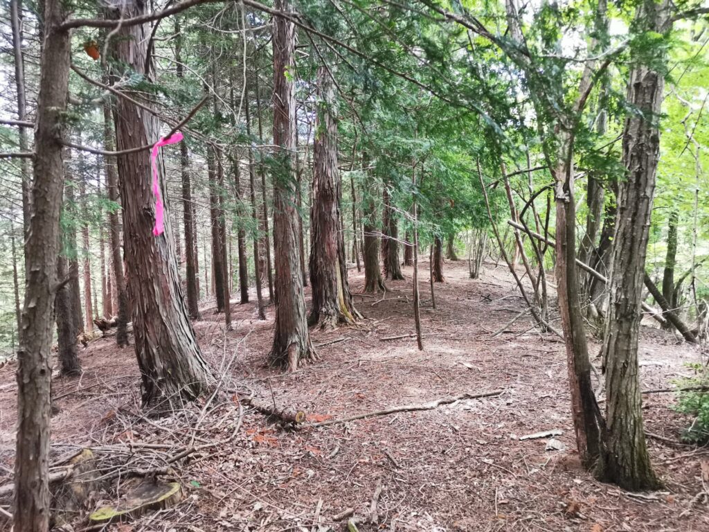 登山道