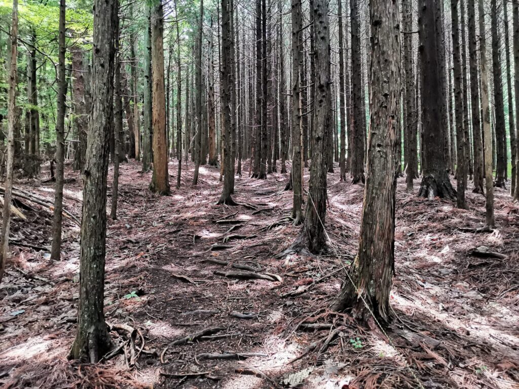 登山道