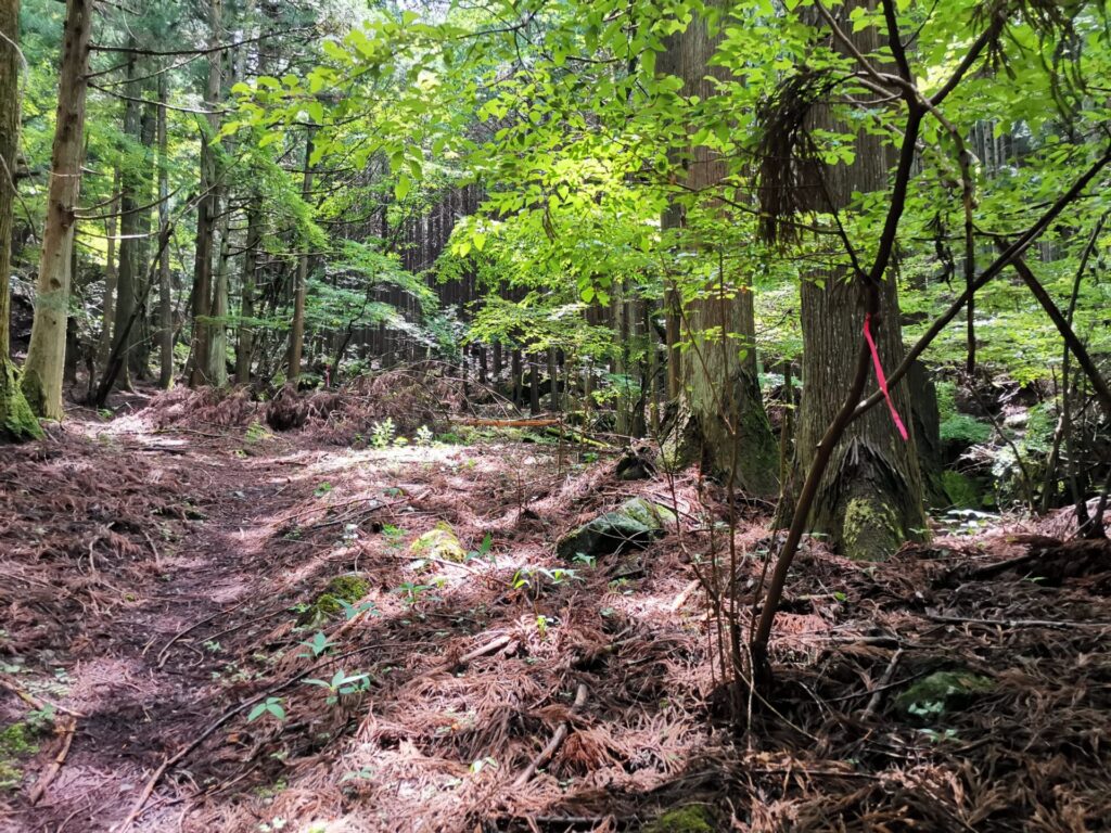 登山道 ピンクリボン