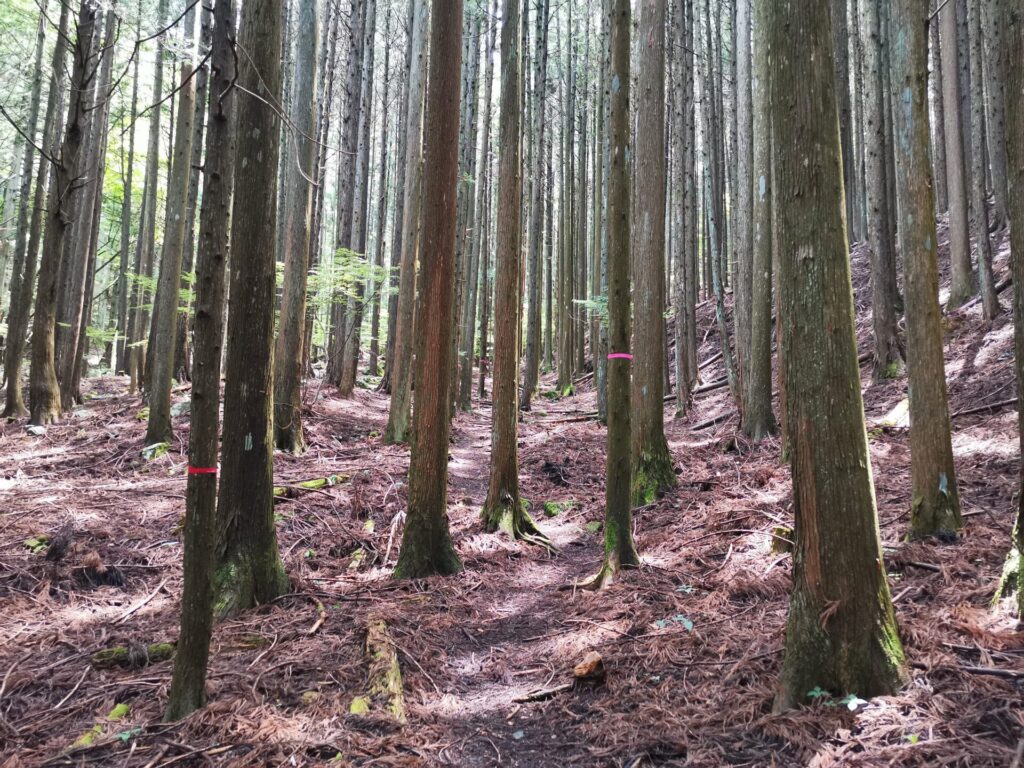 登山道