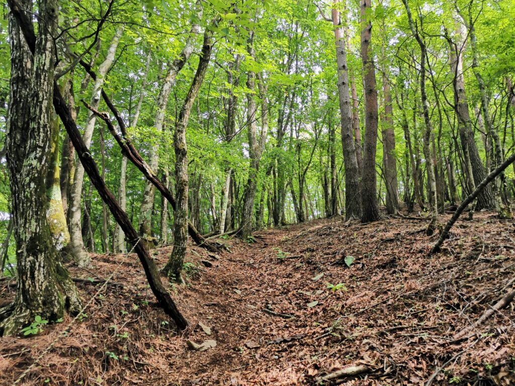 登山道