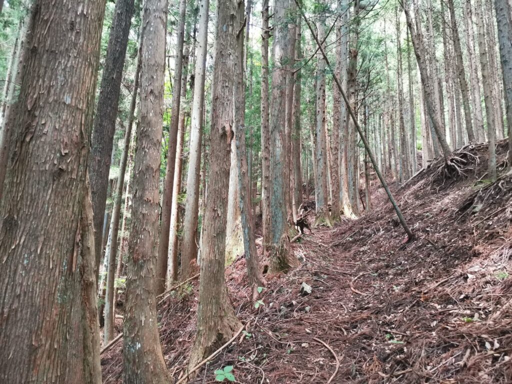 登山道 枯れ枝