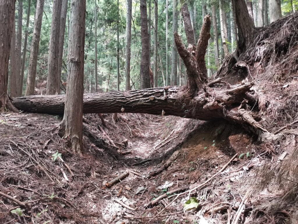 登山道