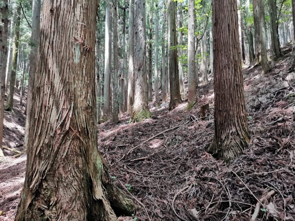 登山道