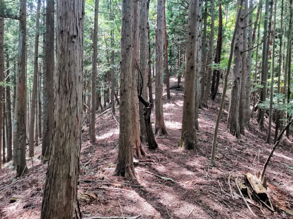 登山道