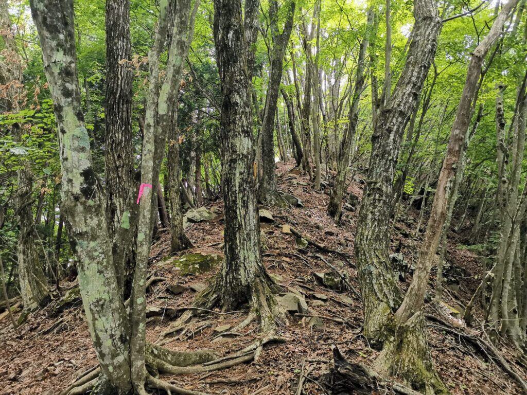 登山道