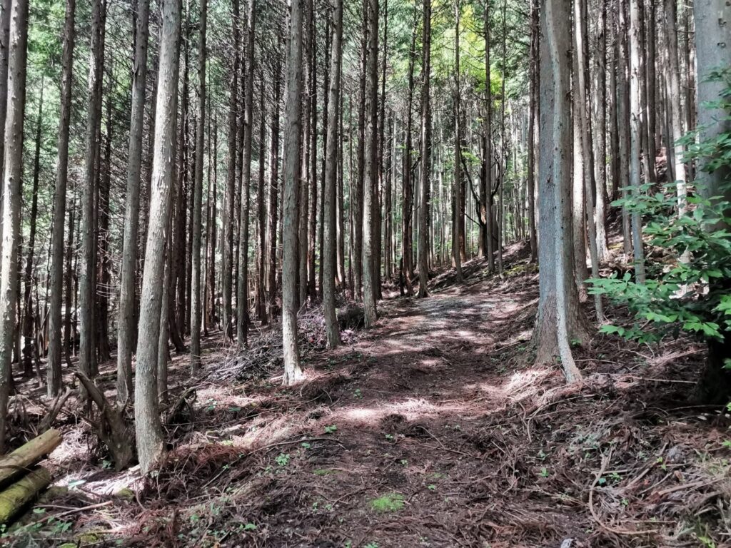 登山道