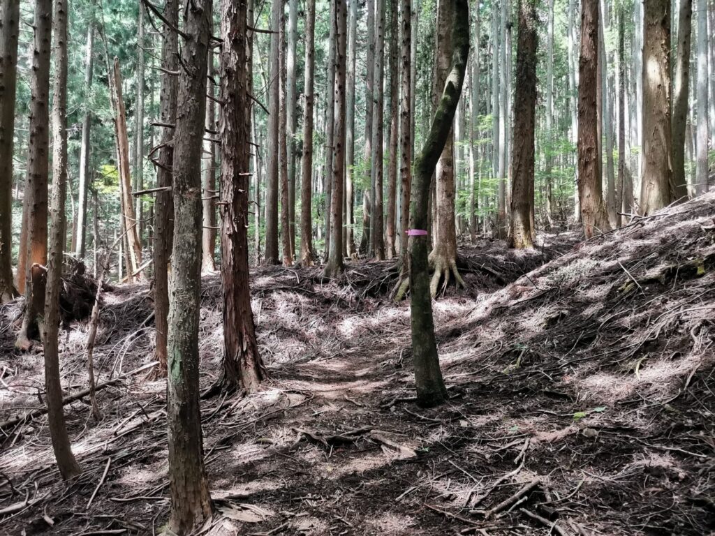 登山道 ピンクリボン